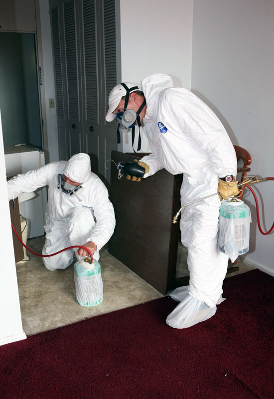 ragcsalo es rovarirtas1